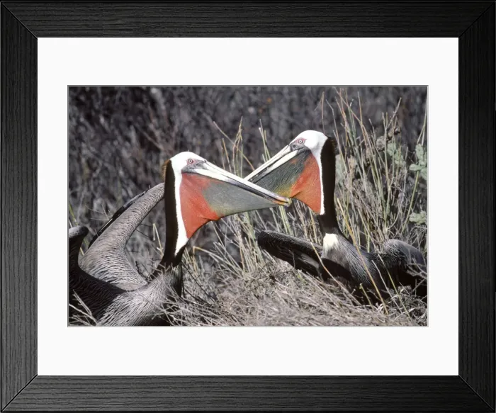 Framed Print : Brown Pelican - pair displaying near their nest at the begining of the breeding season - Baja California - Mexico Framed Print : Brown Pelican - pair displaying near their nest at the begining of the breeding season - Baja California - Mexico