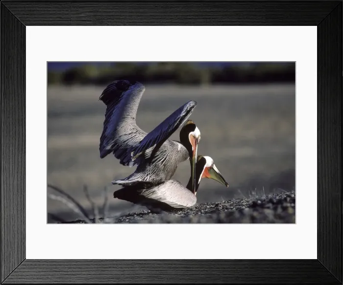 Framed Print : Brown Pelican - mating - Baja California - Mexico Framed Print : Brown Pelican - mating - Baja California - Mexico