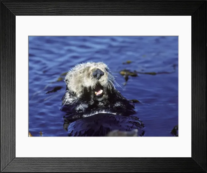 Framed Print : Sea Otter - resting in kelp bed - Monterey Bay - Pacific Ocean - California - USA Framed Print : Sea Otter - resting in kelp bed - Monterey Bay - Pacific Ocean - California - USA