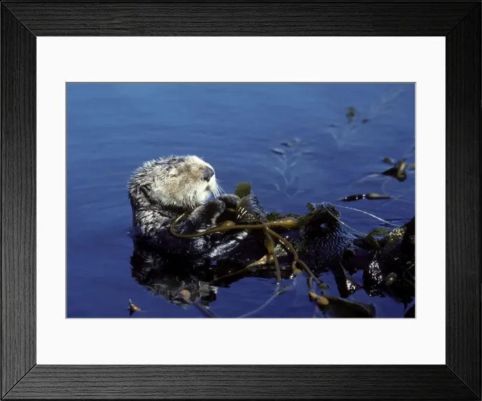 Framed Print : Sea Otter - resting in kelp bed - Monterey Bay - Pacific Ocean - California - USA Framed Print : Sea Otter - resting in kelp bed - Monterey Bay - Pacific Ocean - California - USA