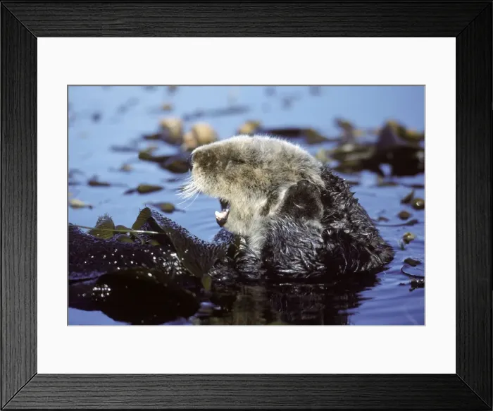 Framed Print : Sea Otter - grooming itself resting in kelp bed - Monterey Bay - Pacific Ocean - California - USA Framed Print : Sea Otter - grooming itself resting in kelp bed - Monterey Bay - Pacific Ocean - California - USA