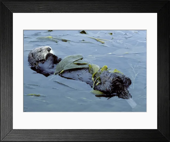 Framed Print : Sea Otter - resting in kelp bed - Monterey Bay - Pacific Ocean - California - USA