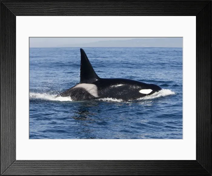 Framed Print : Killer Whale - Transient type - Adult male - Monterey Bay - Pacific Ocean - California - USA - April Framed Print : Killer Whale - Transient type - Adult male - Monterey Bay - Pacific Ocean - California - USA - April