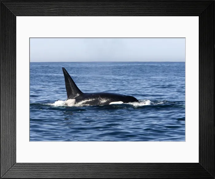 Framed Print : Killer Whale - Transient type - Adult male - Monterey Bay - Pacific Ocean - California - USA - April
