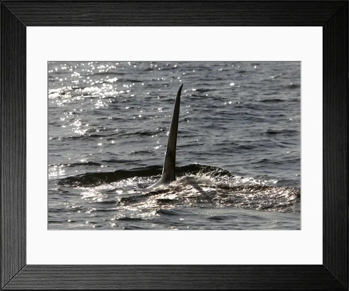 Framed Print : Killer Whale - Transient type - Tall straight dorsal fin of an adult male - Monterey Bay - Pacific Ocean - California - USA - April Framed Print : Killer Whale - Transient type - Tall straight dorsal fin of an adult male - Monterey Bay - Pacific Ocean - California - USA - April