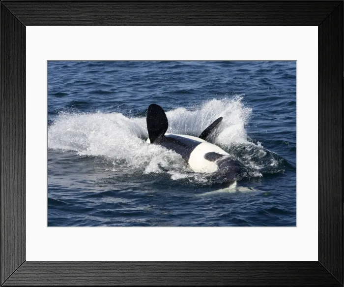 Framed Print : Killer Whale - Transient type - End of a breach: animal falls back in the water on its back - Monterey Bay - Pacific Ocean - California - USA - April Framed Print : Killer Whale - Transient type - End of a breach: animal falls back in the water on its back - Monterey Bay - Pacific Ocean - California - USA - April