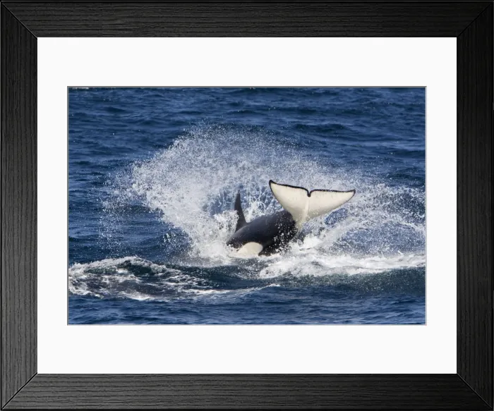 Framed Print : Killer whale, Transient type - whale re-entering the water at the end of a porpoising jump. Photographed in Monterey Bay, California, USA, Pacific Ocean. April 2008 Framed Print : Killer whale, Transient type - whale re-entering the water at the end of a porpoising jump. Photographed in Monterey Bay, California, USA, Pacific Ocean. April 2008