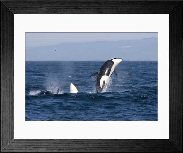 Framed Print : Killer whales, Transient type - Breaching during a phase of traveling and active socializing. Photographed in Monterey Bay, California, USA, Pacific Ocean. April 2008 Framed Print : Killer whales, Transient type - Breaching during a phase of traveling and active socializing. Photographed in Monterey Bay, California, USA, Pacific Ocean. April 2008