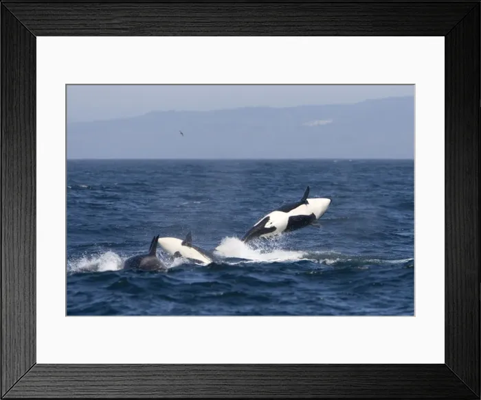 Framed Print : Killer Whales - Transient type - Breaching during a phase of traveling and active socializing - Monterey Bay - Pacific Ocean - California - USA - April Framed Print : Killer Whales - Transient type - Breaching during a phase of traveling and active socializing - Monterey Bay - Pacific Ocean - California - USA - April