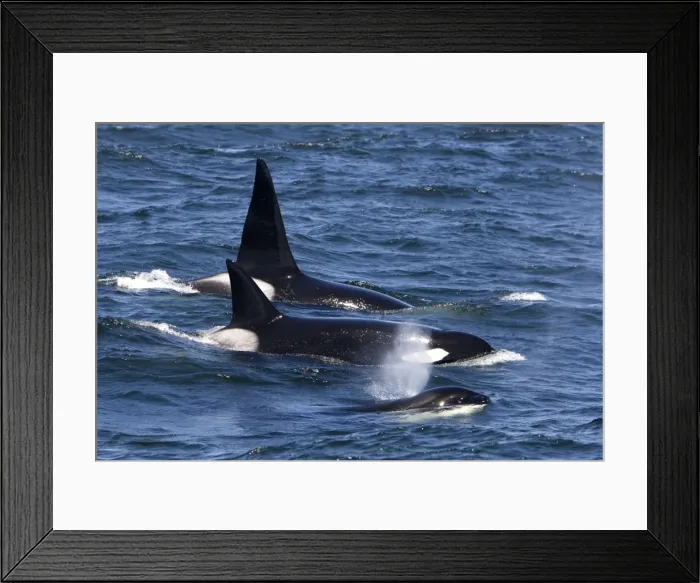 Framed Print : Killer Whales - Transient type - Monterey Bay - Pacific Ocean - California - USA - April Framed Print : Killer Whales - Transient type - Monterey Bay - Pacific Ocean - California - USA - April