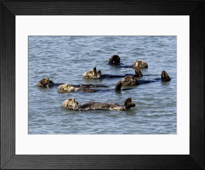 Framed Print : Sea Otters - floating at the surface resting - Monterey Bay - California - USA - Pacific Ocean Framed Print : Sea Otters - floating at the surface resting - Monterey Bay - California - USA - Pacific Ocean