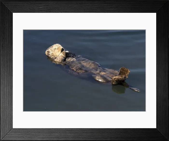 Framed Print : Sea Otter - resting in the protected waters of the marina at Moss Landing - Monterey Bay - California - USA - Pacific Ocean Framed Print : Sea Otter - resting in the protected waters of the marina at Moss Landing - Monterey Bay - California - USA - Pacific Ocean