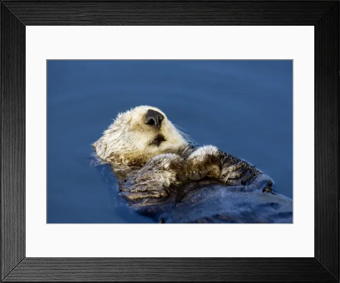 Framed Print : Sea Otter - resting in the protected waters of the marina at Moss Landing - Monterey Bay - California - USA - Pacific Ocean Framed Print : Sea Otter - resting in the protected waters of the marina at Moss Landing - Monterey Bay - California - USA - Pacific Ocean