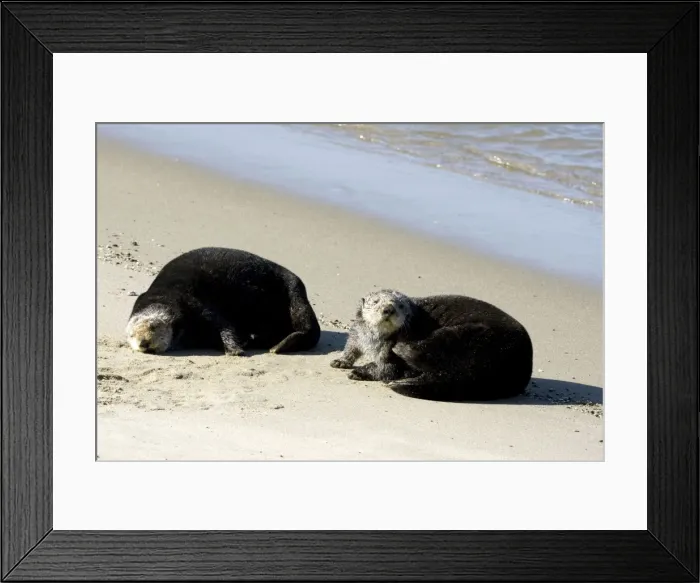 Framed Print : Sea otter - resting on a beach at Moss Landing, California. Monterey Bay, California, USA. Pacific Ocean Framed Print : Sea otter - resting on a beach at Moss Landing, California. Monterey Bay, California, USA. Pacific Ocean