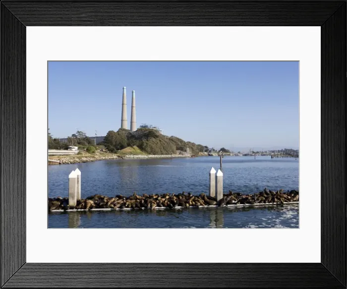 Framed Print : California Sea Lions - Adult and subadult male California sea lion resting on the visitor's dock in the Marina at Moss Landing (they have effectively taken over the dock) Framed Print : California Sea Lions - Adult and subadult male California sea lion resting on the visitor's dock in the Marina at Moss Landing (they have effectively taken over the dock)