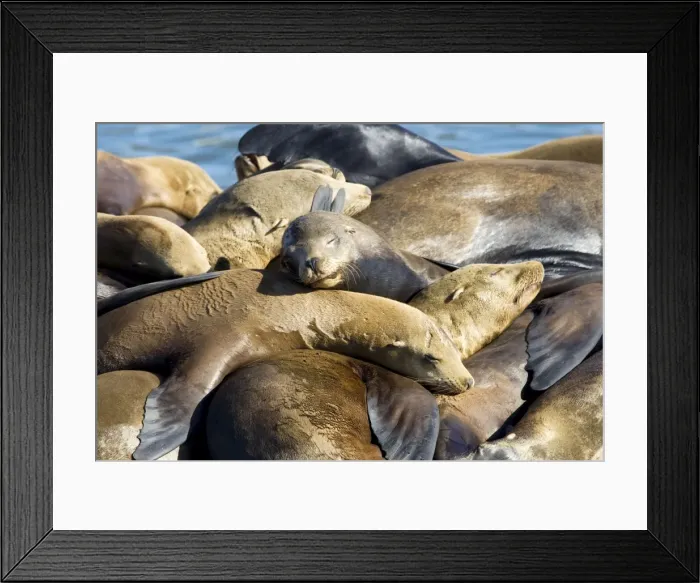 Framed Print : California Sea Lions - Adult and subadult male California sea lion resting on the visitor's dock in the Marina at Moss Landing - Monterey Bay - Pacific Ocean - California - USA Framed Print : California Sea Lions - Adult and subadult male California sea lion resting on the visitor's dock in the Marina at Moss Landing - Monterey Bay - Pacific Ocean - California - USA