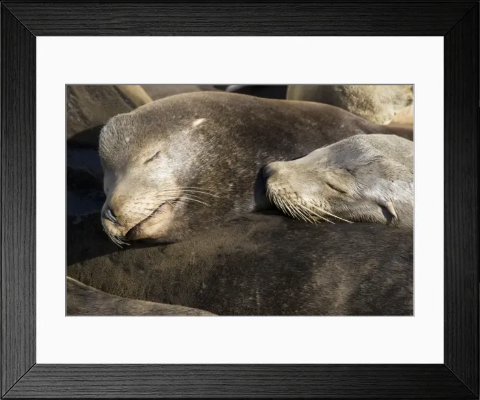 Framed Print : California Sea Lions - Adult and subadult male California sea lion resting on the visitor's dock in the Marina at Moss Landing - Monterey Bay - Pacific Ocean - California - USA Framed Print : California Sea Lions - Adult and subadult male California sea lion resting on the visitor's dock in the Marina at Moss Landing - Monterey Bay - Pacific Ocean - California - USA