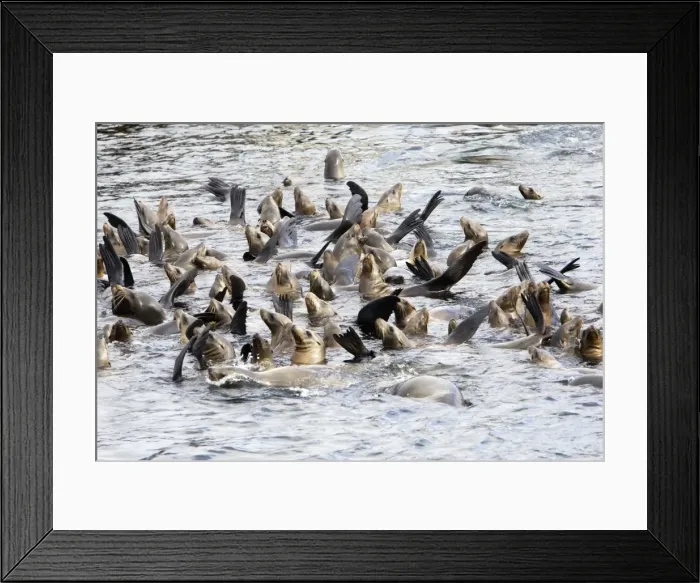 Framed Print : California Sea Lions - cooling off in the water near the breakwater of Monterey harbor - Monterey Bay - Pacific Ocean - California - USA Framed Print : California Sea Lions - cooling off in the water near the breakwater of Monterey harbor - Monterey Bay - Pacific Ocean - California - USA