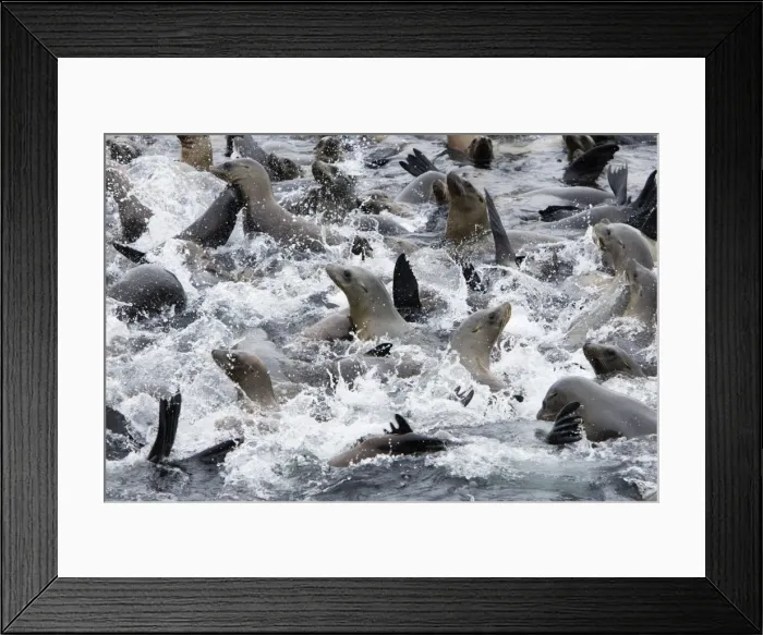 Framed Print : California Sea Lions - cooling off in the water near the breakwater of Monterey harbor - Monterey Bay - Pacific Ocean - California - USA Framed Print : California Sea Lions - cooling off in the water near the breakwater of Monterey harbor - Monterey Bay - Pacific Ocean - California - USA