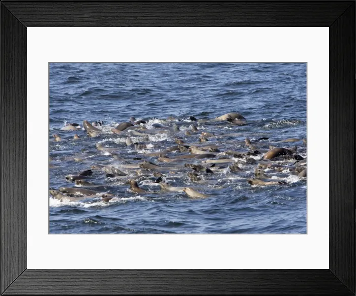 Framed Print : California Sea Lions - group catching their breath at the surface while feeding on a large school of herring in Monterey Bay - Pacific Ocean - California - USA Framed Print : California Sea Lions - group catching their breath at the surface while feeding on a large school of herring in Monterey Bay - Pacific Ocean - California - USA
