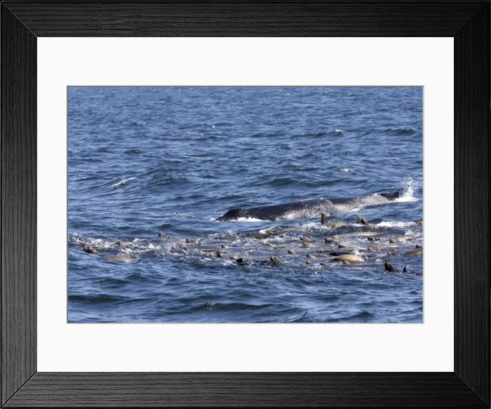 Framed Print : California Sea Lions - group with a Humpback Whale catch their breath at the surface while feeding on a large school of herring in Monterey Bay - Pacific Ocean - California - USA Framed Print : California Sea Lions - group with a Humpback Whale catch their breath at the surface while feeding on a large school of herring in Monterey Bay - Pacific Ocean - California - USA
