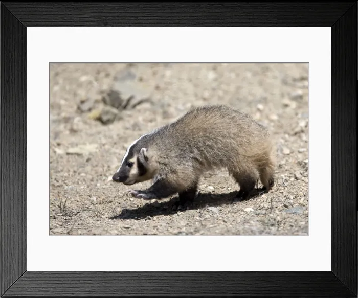 Framed Print : Badger / American Badger - Juvenile - Photographed in the mountains of Eastern Nevada - USA - Range - North America Framed Print : Badger / American Badger - Juvenile - Photographed in the mountains of Eastern Nevada - USA - Range - North America