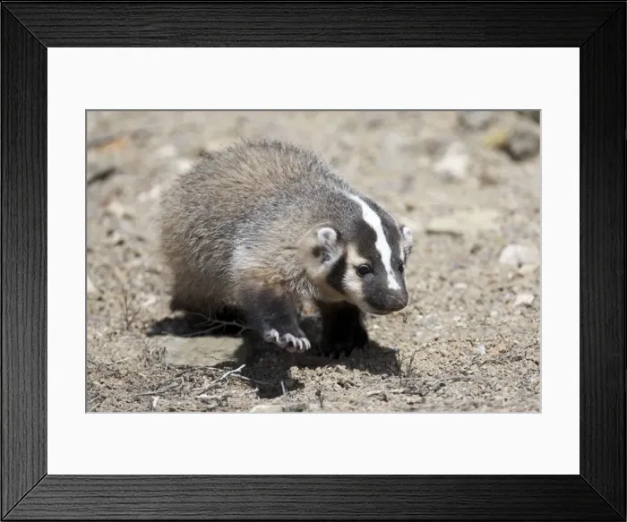 Framed Print : Badger / American Badger - Juvenile - Photographed in the mountains of Eastern Nevada - USA - Range - North America Framed Print : Badger / American Badger - Juvenile - Photographed in the mountains of Eastern Nevada - USA - Range - North America