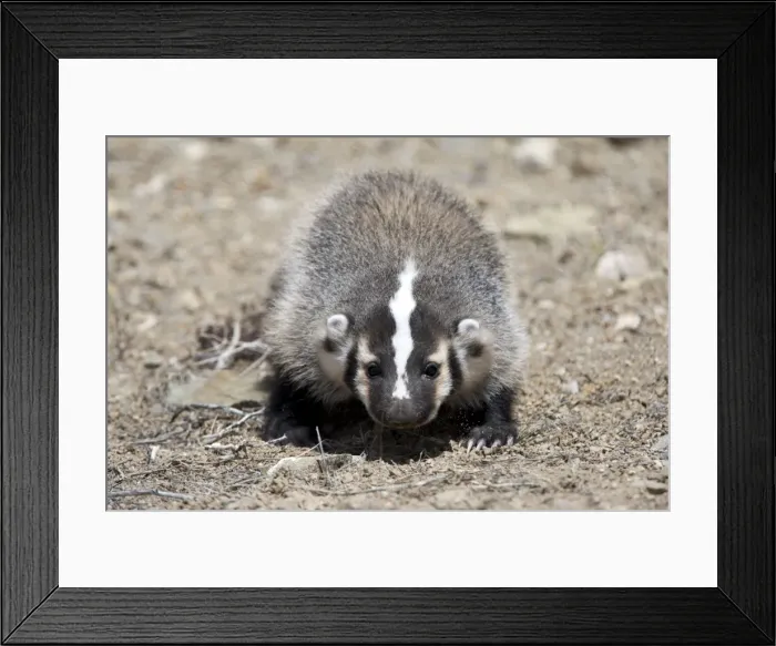 Framed Print : Badger / American Badger - Juvenile - Photographed in the mountains of Eastern Nevada - USA - Range - North America Framed Print : Badger / American Badger - Juvenile - Photographed in the mountains of Eastern Nevada - USA - Range - North America