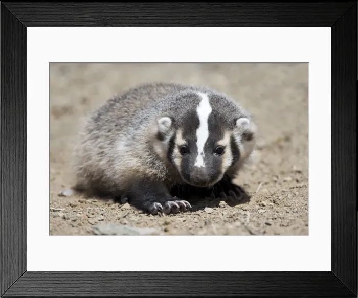 Framed Print : Badger / American Badger - Juvenile - Photographed in the mountains of Eastern Nevada - USA - Range - North America Framed Print : Badger / American Badger - Juvenile - Photographed in the mountains of Eastern Nevada - USA - Range - North America