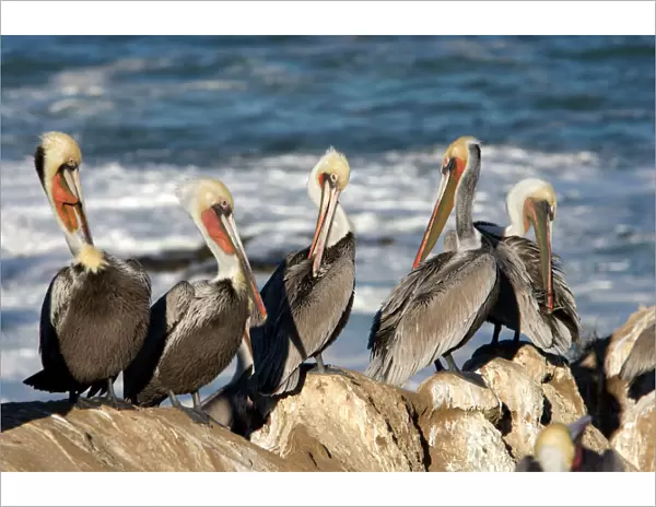 Brown Pelican - Photographed on the cliffs of La Jolla, California, USA. Eastern Pacific Ocean