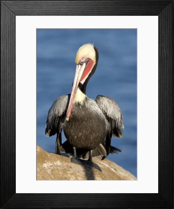 Framed Print : Brown Pelican - Adult bird in breeding colors. Photographed on the cliffs of La Jolla, California, USA. Eastern Pacific Ocean Framed Print : Brown Pelican - Adult bird in breeding colors. Photographed on the cliffs of La Jolla, California, USA. Eastern Pacific Ocean