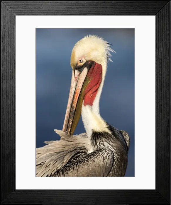 Framed Print : Brown Pelican - nonbreeding adult preening - La Jolla - California - USA - Eastern Pacific Ocean Framed Print : Brown Pelican - nonbreeding adult preening - La Jolla - California - USA - Eastern Pacific Ocean