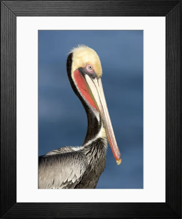 Framed Print : Brown Pelican - Adult in breeding plumage - La Jolla - California - USA - Eastern Pacific Ocean Framed Print : Brown Pelican - Adult in breeding plumage - La Jolla - California - USA - Eastern Pacific Ocean