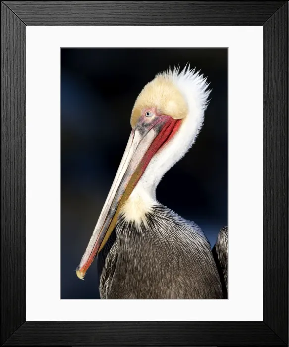 Framed Print : Brown Pelican - Nonbreeding adult (neck is all white). cliffs of La Jolla, California, USA. Eastern Pacific Ocean