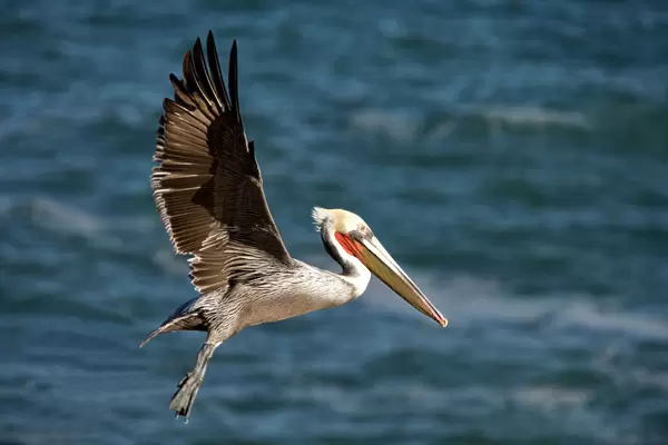 Brown Pelican - bird in breeding plumage in flight - Cliffs of La Jolla, California, USA. Eastern Pacific Ocean
