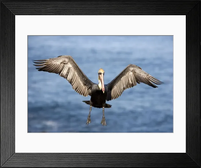 Framed Print : Brown Pelican - Adult bird in breeding plumage - In flight - La Jolla, California, USA. Eastern Pacific Ocean