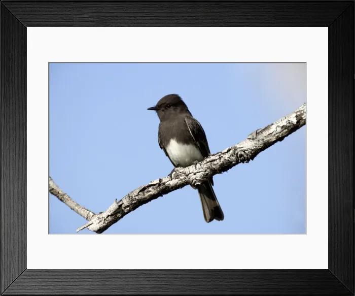 Framed Print : Black Phoebe - perched on branch Family: Tyrannidae (Tyrant flycatchers) Range: Western USA, south through Mexico, Central America, Venezuela through Bolivia and Northern Argentina (this photograph: southern California) Framed Print : Black Phoebe - perched on branch Family: Tyrannidae (Tyrant flycatchers) Range: Western USA, south through Mexico, Central America, Venezuela through Bolivia and Northern Argentina (this photograph: southern California)