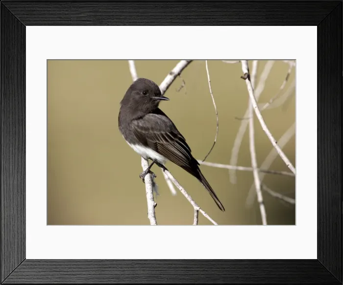 Framed Print : Black Phoebe - perched on branch - Family: Tyrannidae (Tyrant flycatchers) Range: Western USA, south through Mexico, Central America, Venezuela through Bolivia and Northern Argentina (this photograph: southern California) Framed Print : Black Phoebe - perched on branch - Family: Tyrannidae (Tyrant flycatchers) Range: Western USA, south through Mexico, Central America, Venezuela through Bolivia and Northern Argentina (this photograph: southern California)