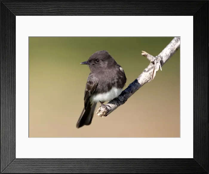 Framed Print : Black Phoebe - perched on branch Family: Tyrannidae (Tyrant flycatchers) Range: Western USA, south through Mexico, Central America, Venezuela through Bolivia and Northern Argentina (this photograph: southern California) Framed Print : Black Phoebe - perched on branch Family: Tyrannidae (Tyrant flycatchers) Range: Western USA, south through Mexico, Central America, Venezuela through Bolivia and Northern Argentina (this photograph: southern California)
