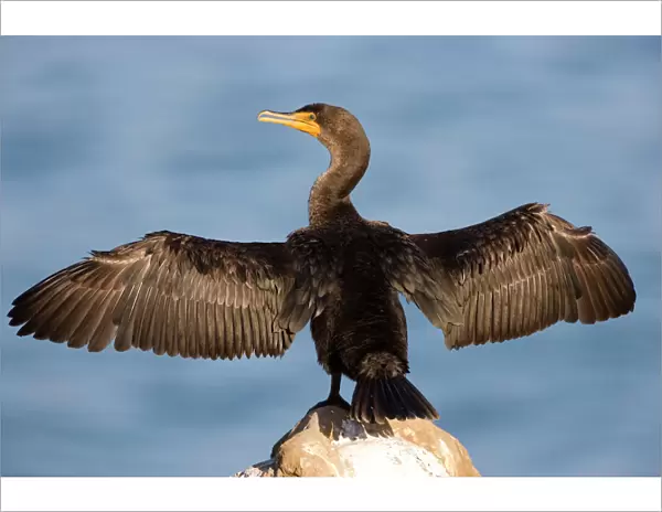 Double-crested Cormorant - West Coast nonbreeeding adult with wings spread open - Range: coasts, inland lakes, rivers of North America