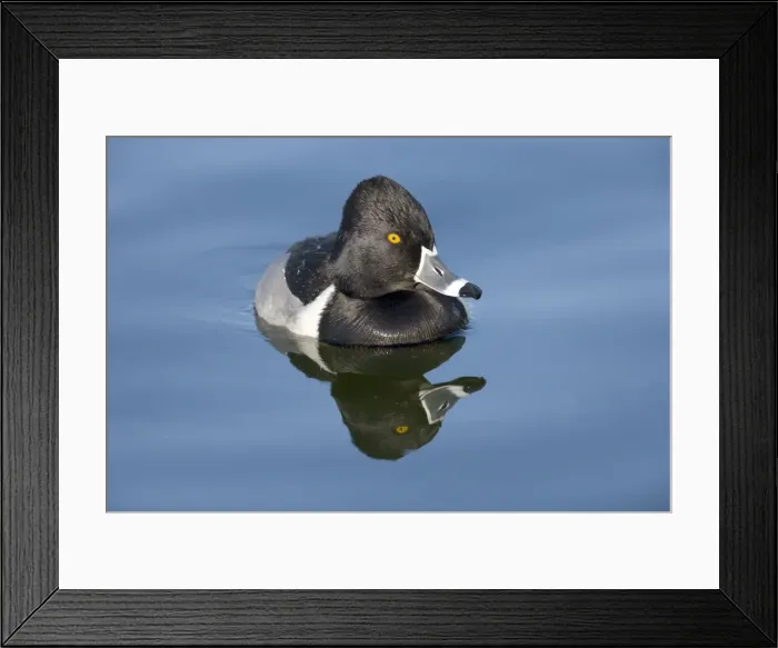 Framed Print : Ring-necked duck - male - Breeds in Central and Northern US, southern Canada, Alaska. Winters in southern US, south through Mexico to Guatemala and West Indies Framed Print : Ring-necked duck - male - Breeds in Central and Northern US, southern Canada, Alaska. Winters in southern US, south through Mexico to Guatemala and West Indies