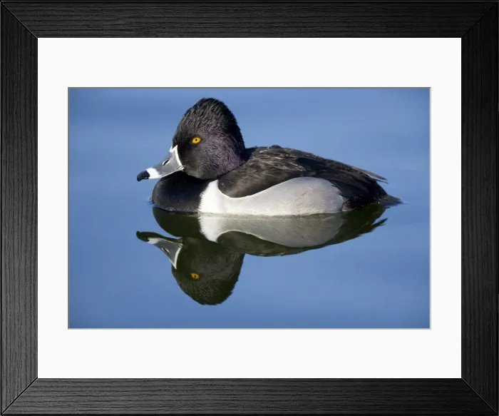 Framed Print : Ring-necked duck - male Breeds in Central and Northern US, southern Canada, Alaska. Winters in southern US, south through Mexico to Guatemala and West Indies Framed Print : Ring-necked duck - male Breeds in Central and Northern US, southern Canada, Alaska. Winters in southern US, south through Mexico to Guatemala and West Indies