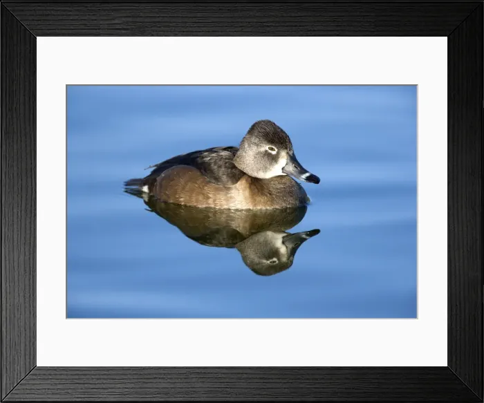Framed Print : Ring-necked duck - female - Breeds in Central and Northern US, southern Canada, Alaska. Winters in southern US, south through Mexico to Guatemala and West Indies Framed Print : Ring-necked duck - female - Breeds in Central and Northern US, southern Canada, Alaska. Winters in southern US, south through Mexico to Guatemala and West Indies
