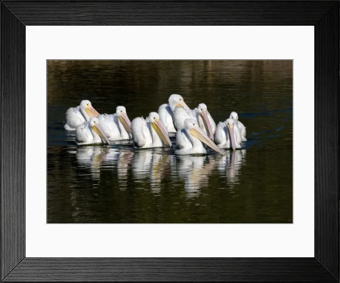 Framed Print : American White Pelican - group in water - nonbreeding plumage Framed Print : American White Pelican - group in water - nonbreeding plumage