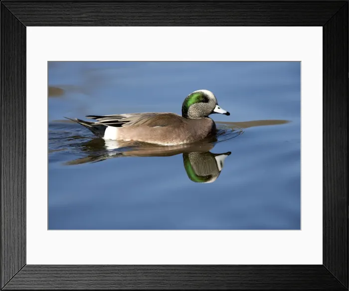 Framed Print : American wigeon - male -Range: North America; winters south to Costa Rica and West Indies Framed Print : American wigeon - male -Range: North America; winters south to Costa Rica and West Indies