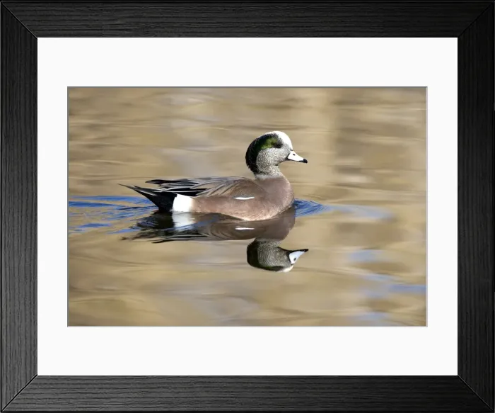 Framed Print : American Wigeon - Male - Range: North America - winters south to Costa Rica and West Indies Framed Print : American Wigeon - Male - Range: North America - winters south to Costa Rica and West Indies