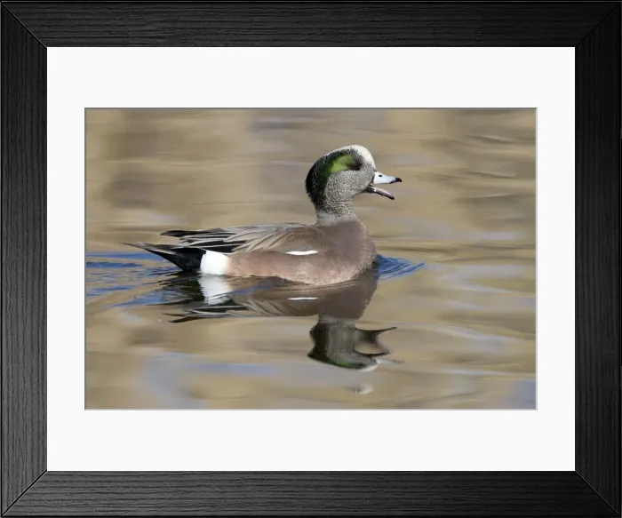 Framed Print : American Wigeon - Male - Range: North America; winters south to Costa Rica and West Indies