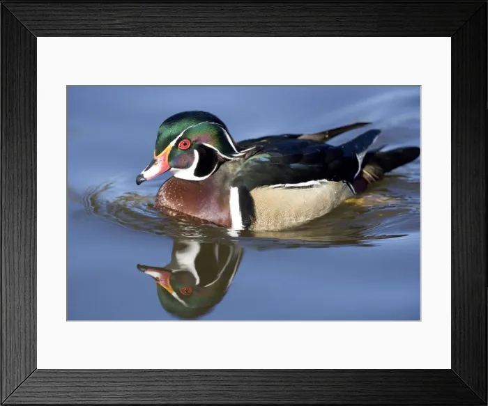 Framed Print : Wood Duck - male - Range: Eastern half of the US and southern Canada. Wintering in southern and south-eastern sates. In the west: from British Columbia to California. This photograph: southern California Framed Print : Wood Duck - male - Range: Eastern half of the US and southern Canada. Wintering in southern and south-eastern sates. In the west: from British Columbia to California. This photograph: southern California