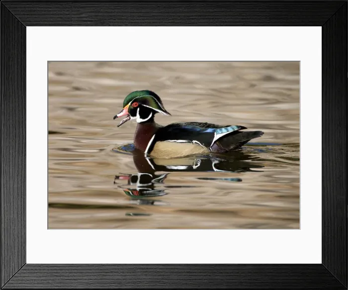 Framed Print : Wood Duck - male - Range: Eastern half of the US and southern Canada. Wintering in southern and south-eastern sates. In the west: from British Columbia to California. This photograph: southern California Framed Print : Wood Duck - male - Range: Eastern half of the US and southern Canada. Wintering in southern and south-eastern sates. In the west: from British Columbia to California. This photograph: southern California
