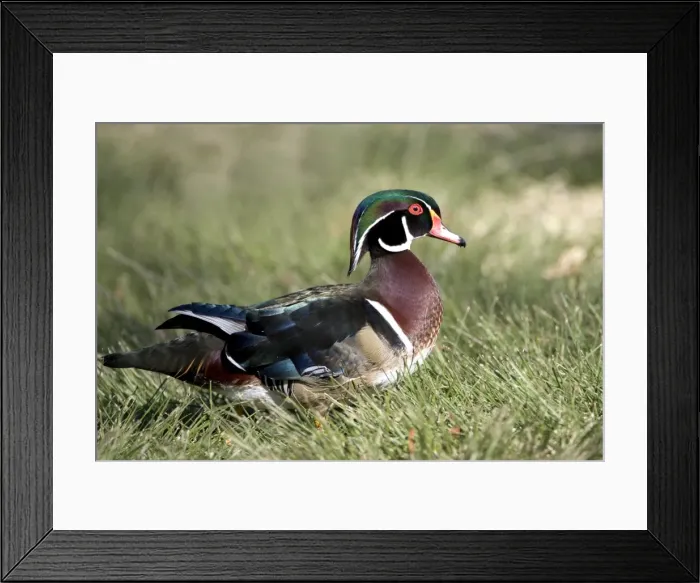 Framed Print : Wood Duck - male - Range: Eastern half of the US and southern Canada. Wintering in southern and south-eastern sates. In the west: from British Columbia to California. This photograph: southern California Framed Print : Wood Duck - male - Range: Eastern half of the US and southern Canada. Wintering in southern and south-eastern sates. In the west: from British Columbia to California. This photograph: southern California